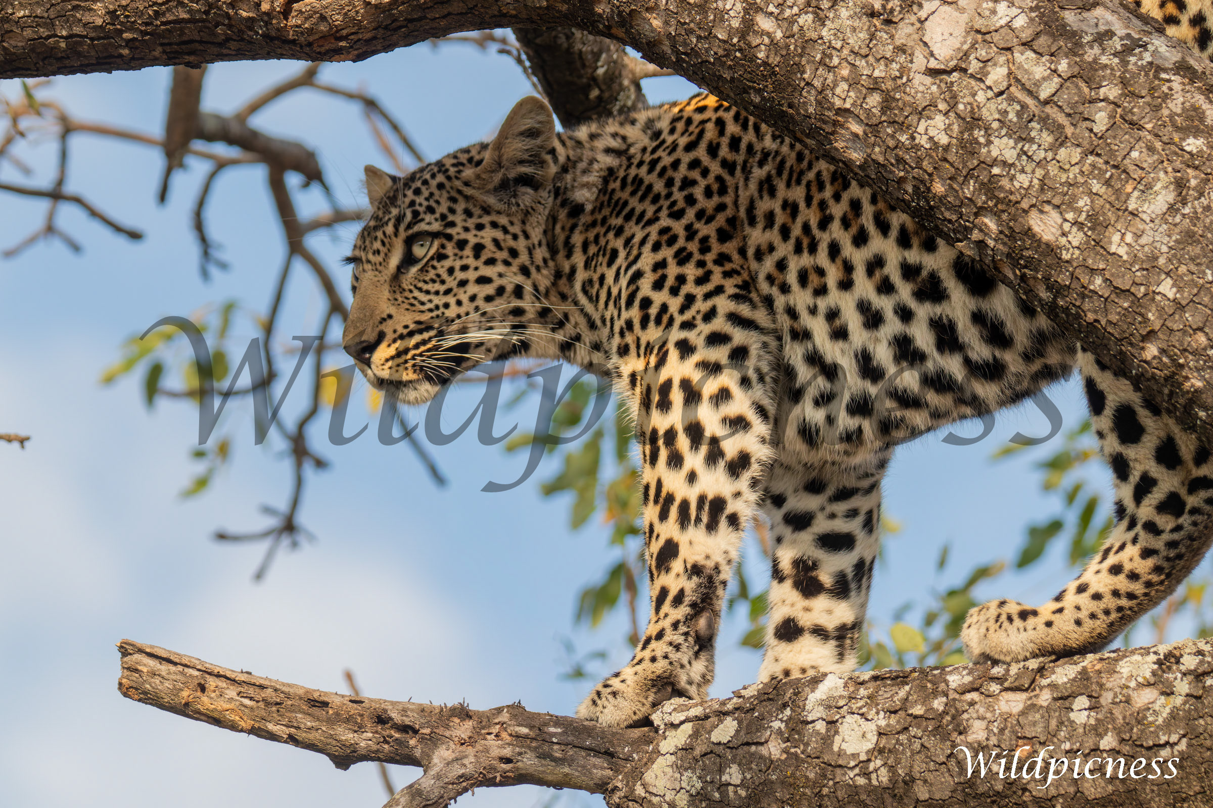 Leopardo en lo alto