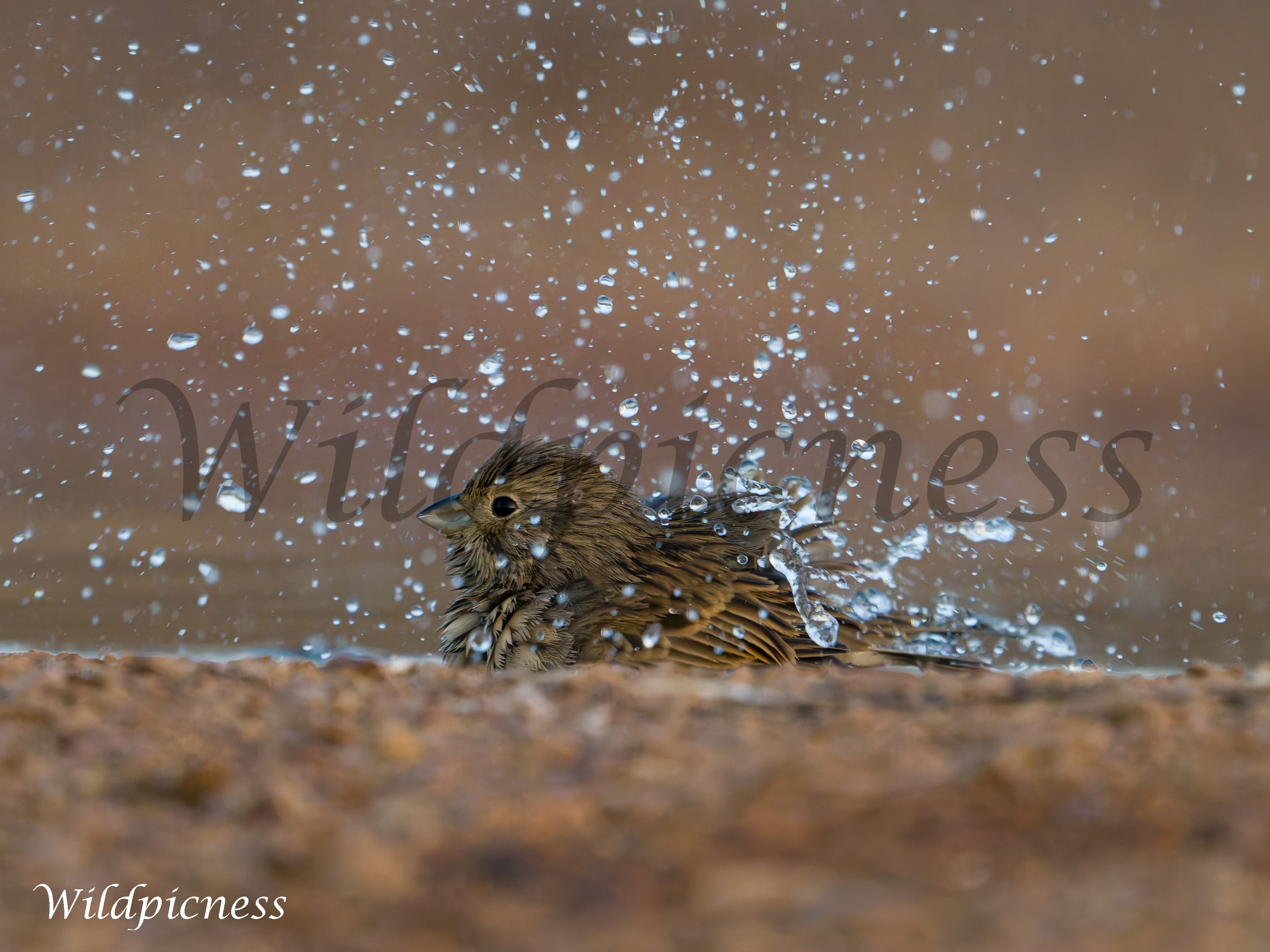 Triguero en la lluvia