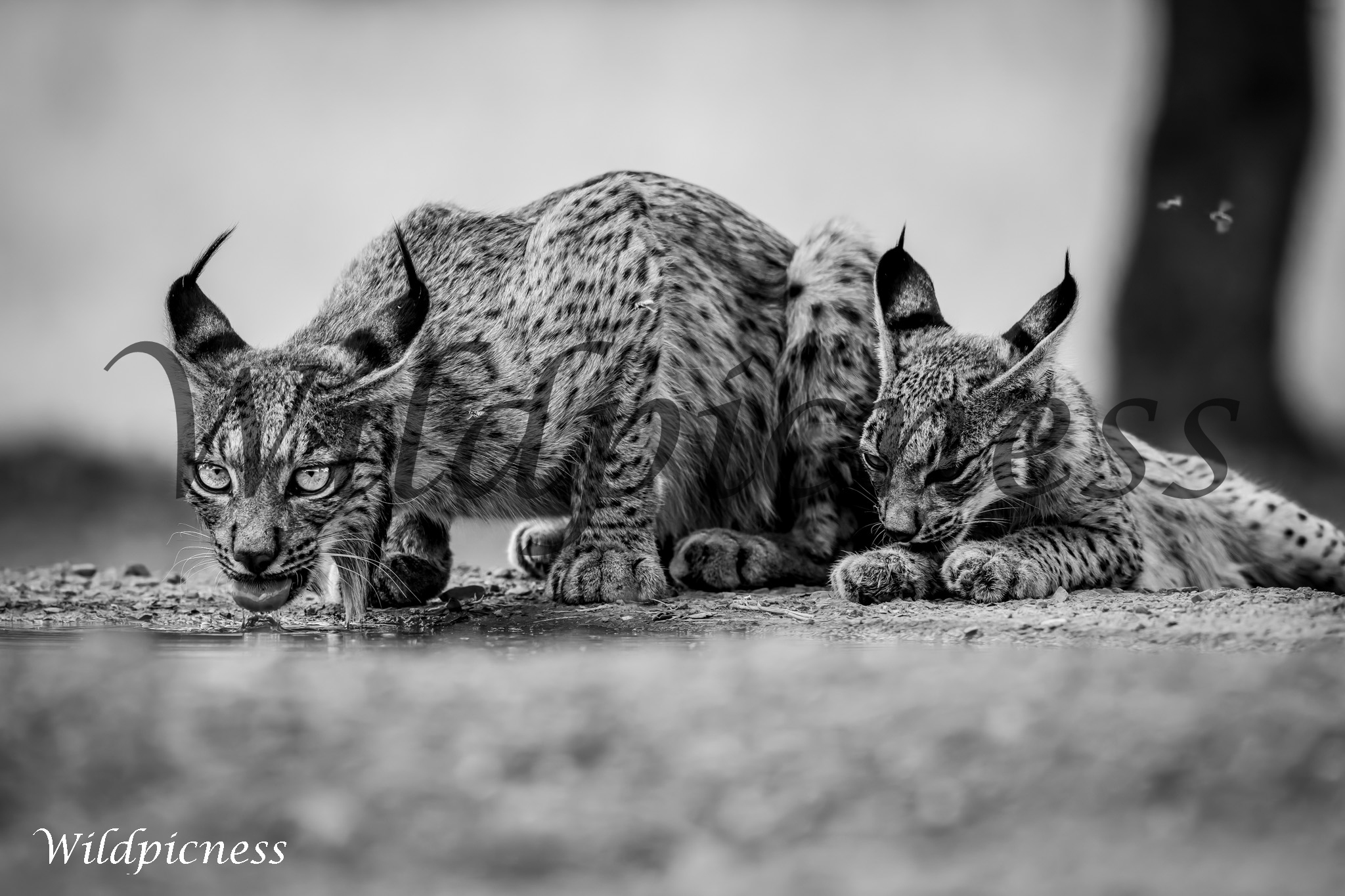 Juego de linces (Blanco y negro)