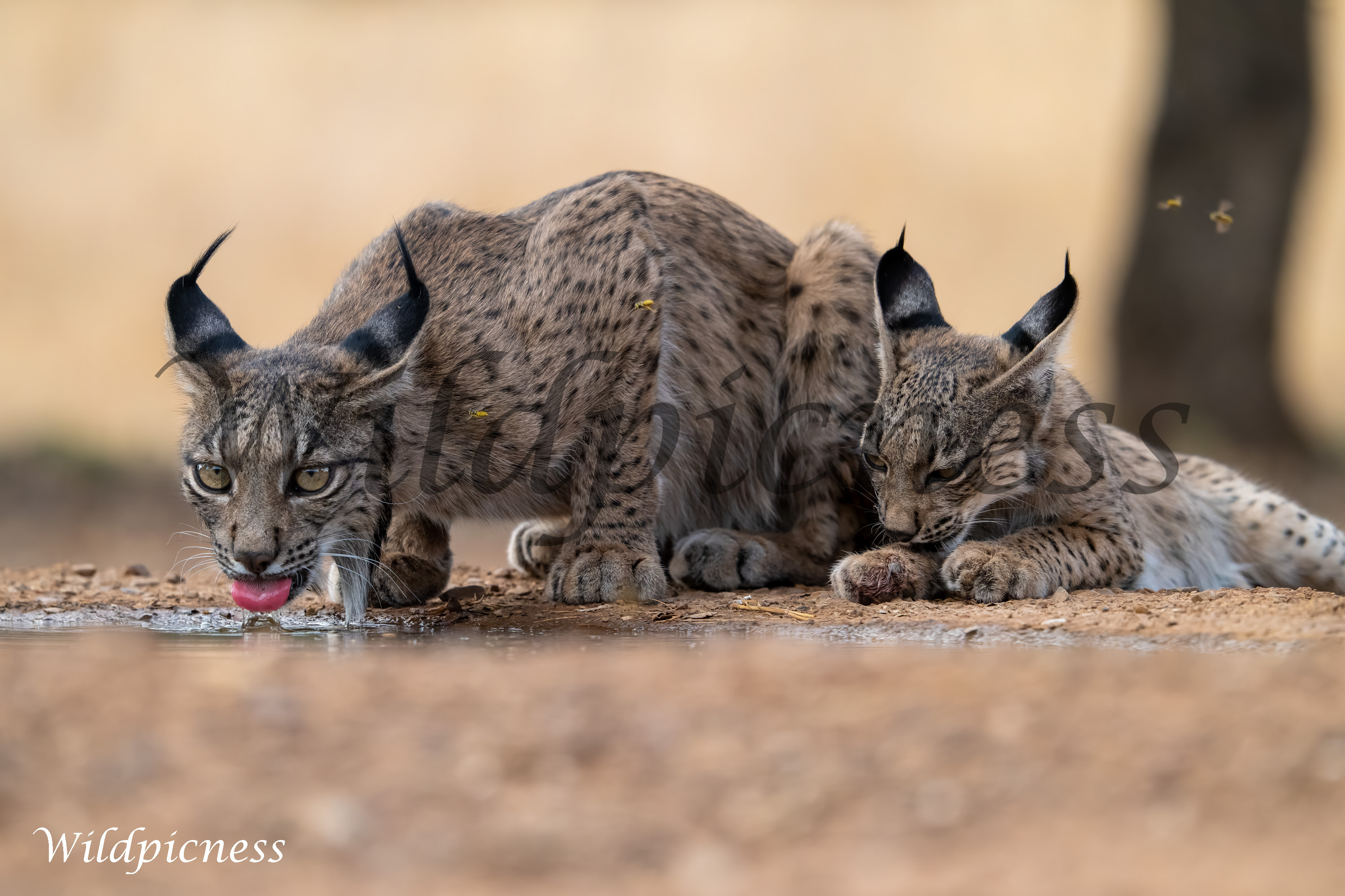 Juego de linces