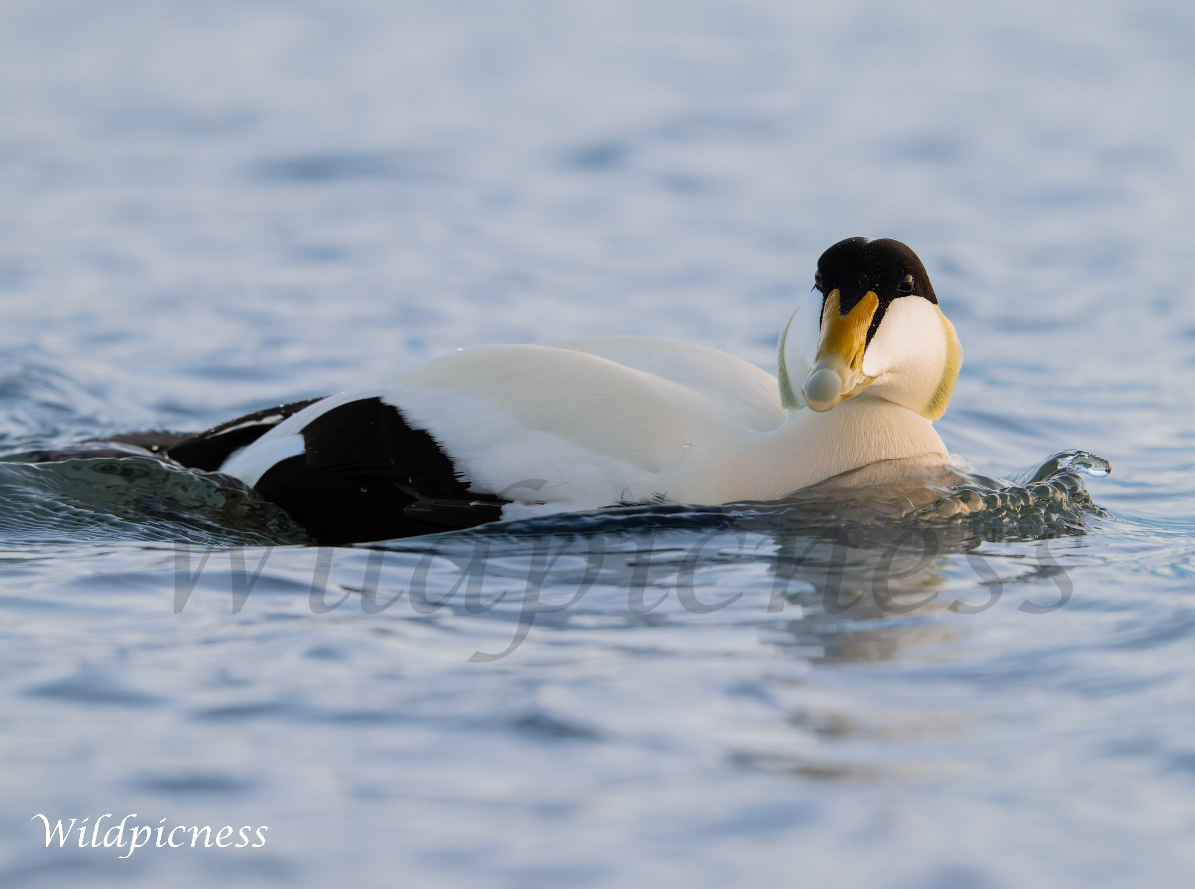 Eider en calma