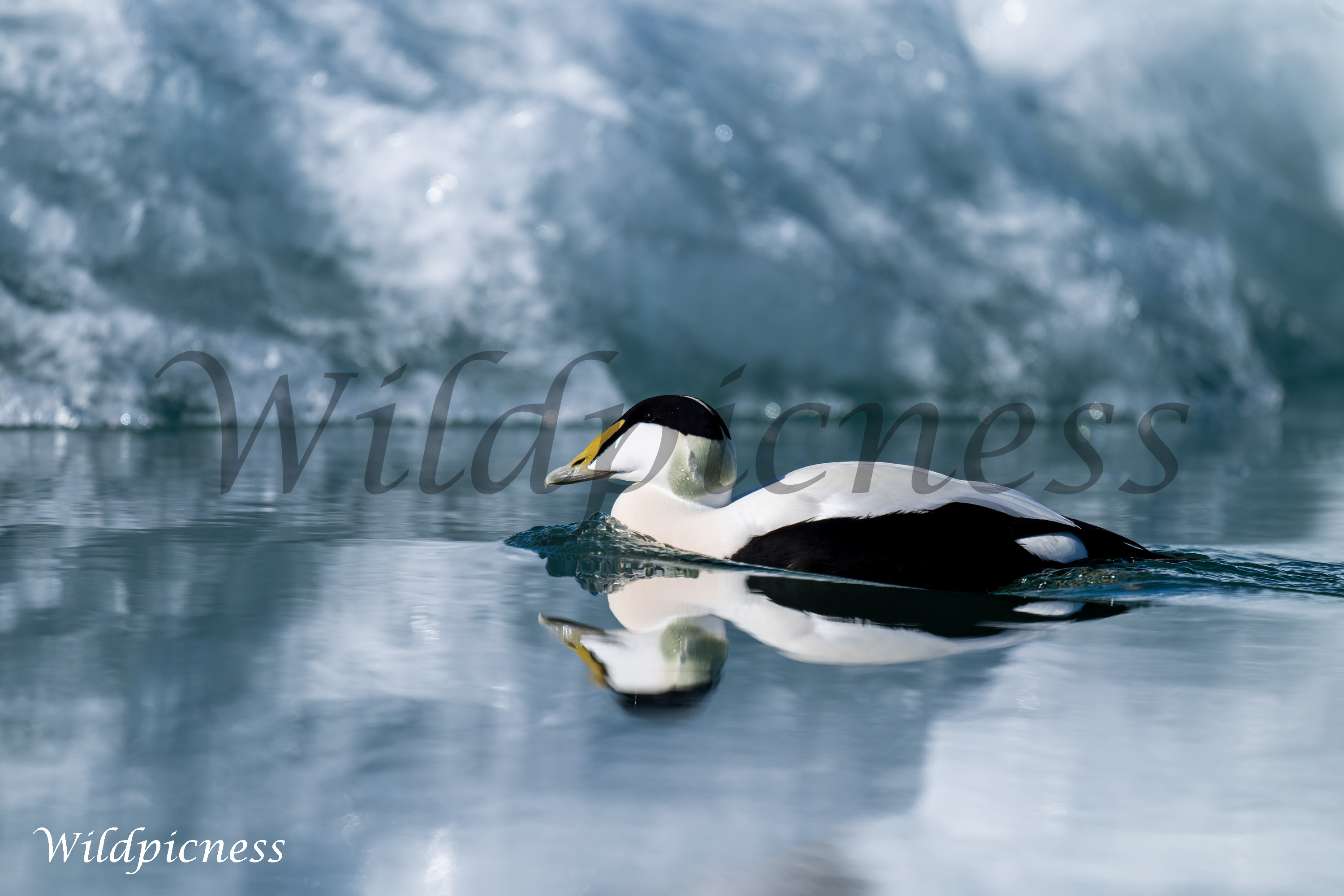 Eider en reflejo