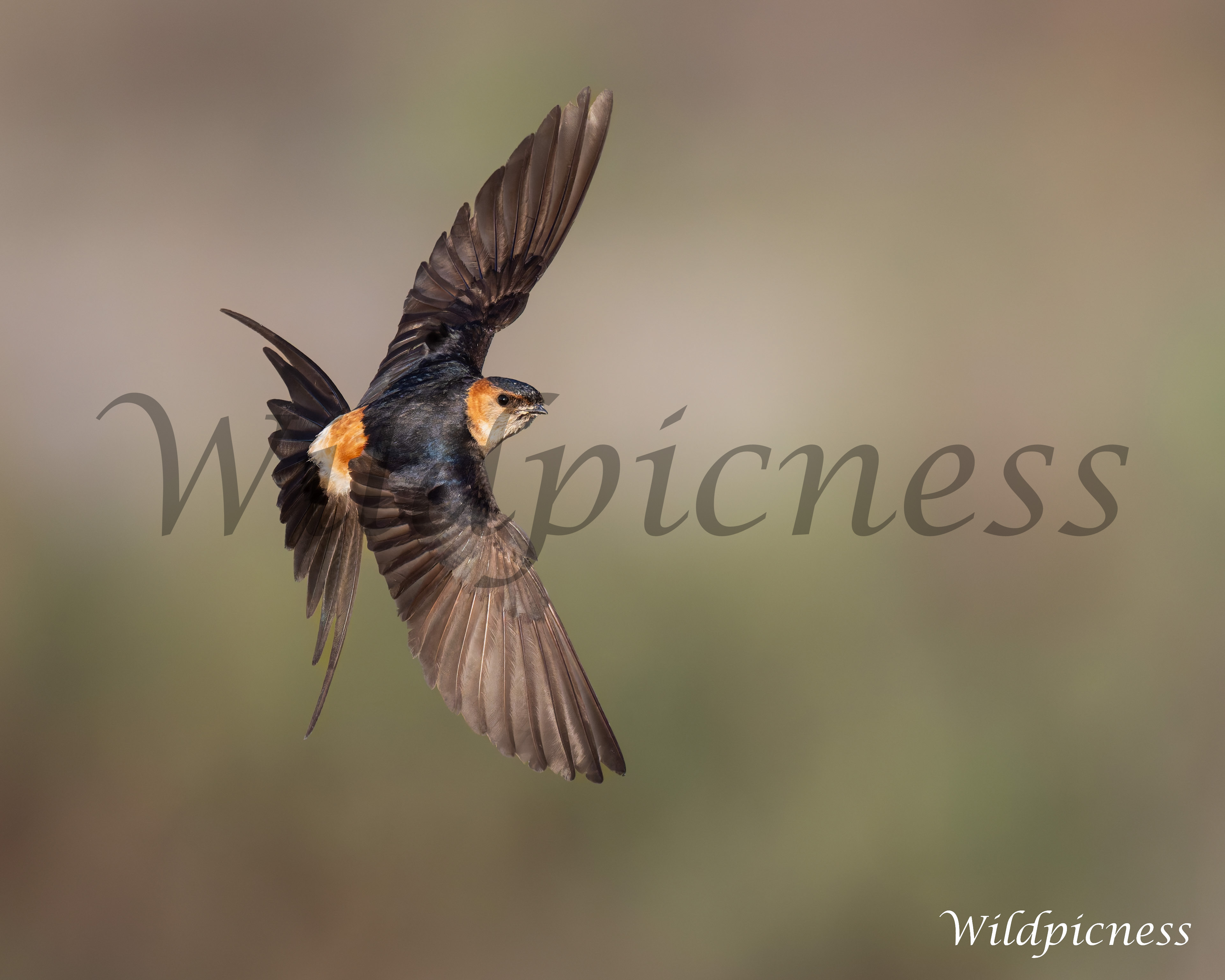 Golondrina en vuelo
