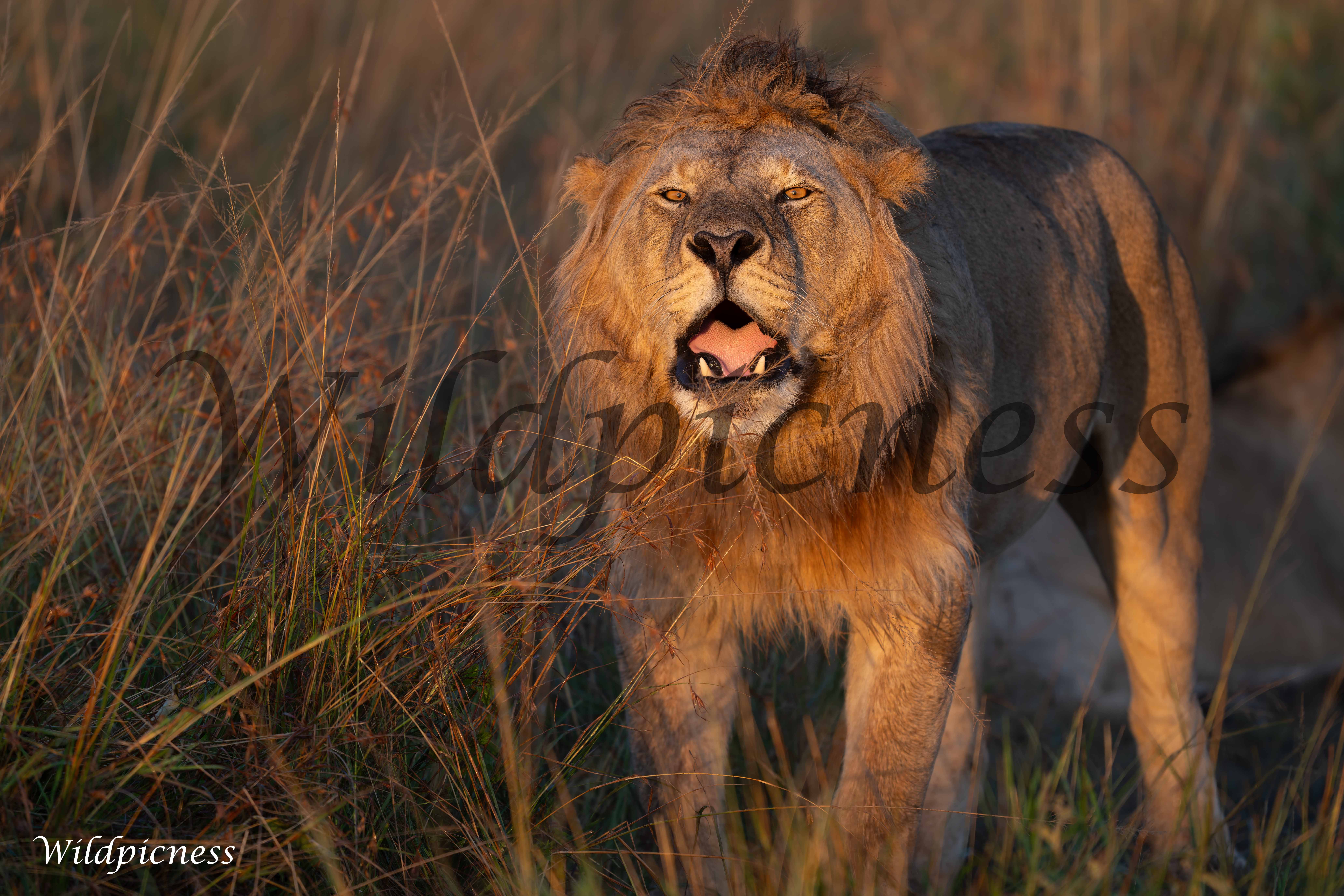 El rey dorado
