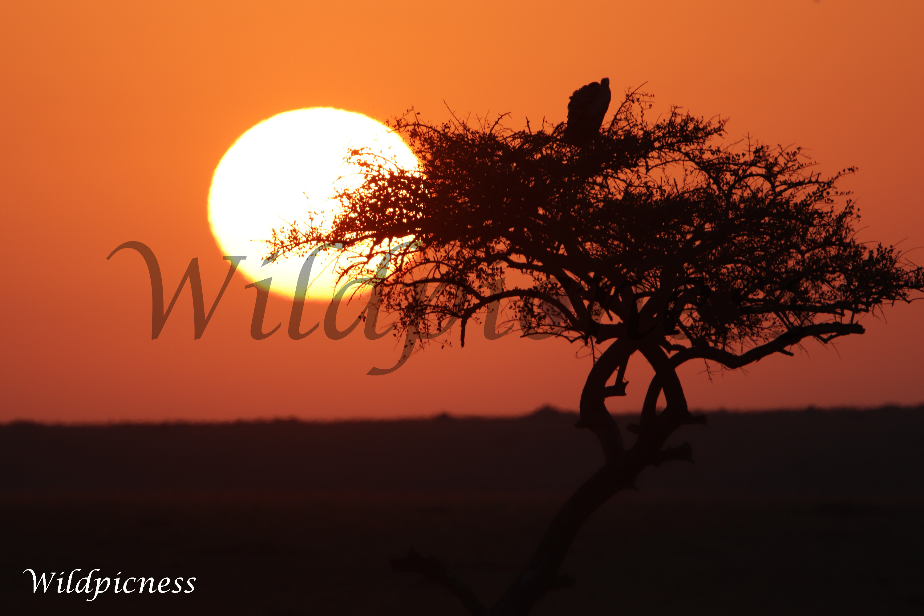 Sol sobre la acacia