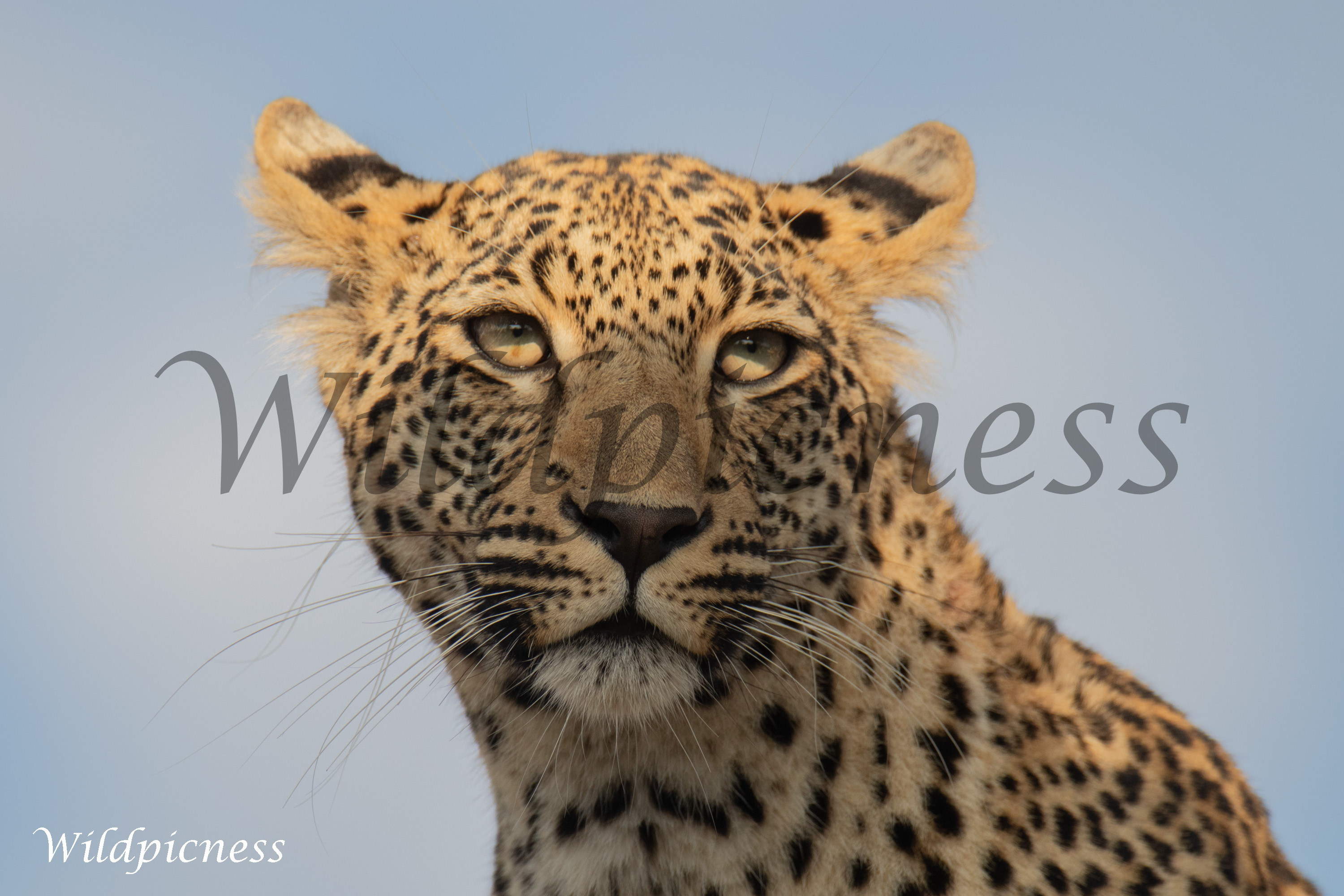 Mirada del leopardo